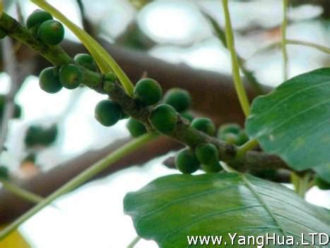 菩提樹果實可以吃嗎|菩提竟然有這麼多醫學作用，你知道嗎